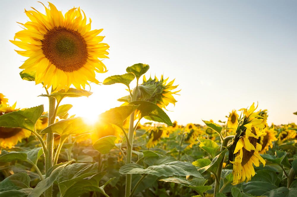 Sonnenblumenfeld im Gegenlicht
